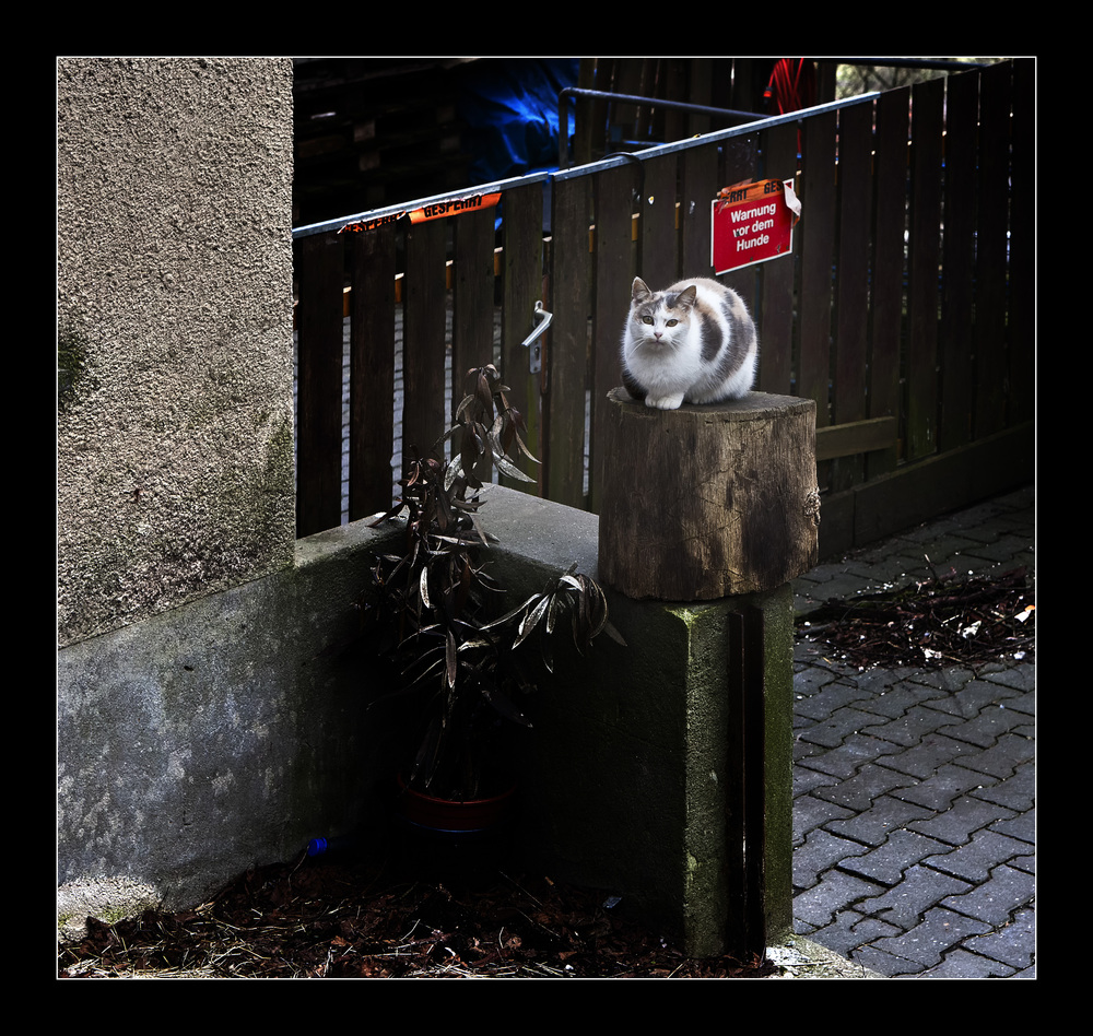 Hund und Katze von FOTOZIRKEL 