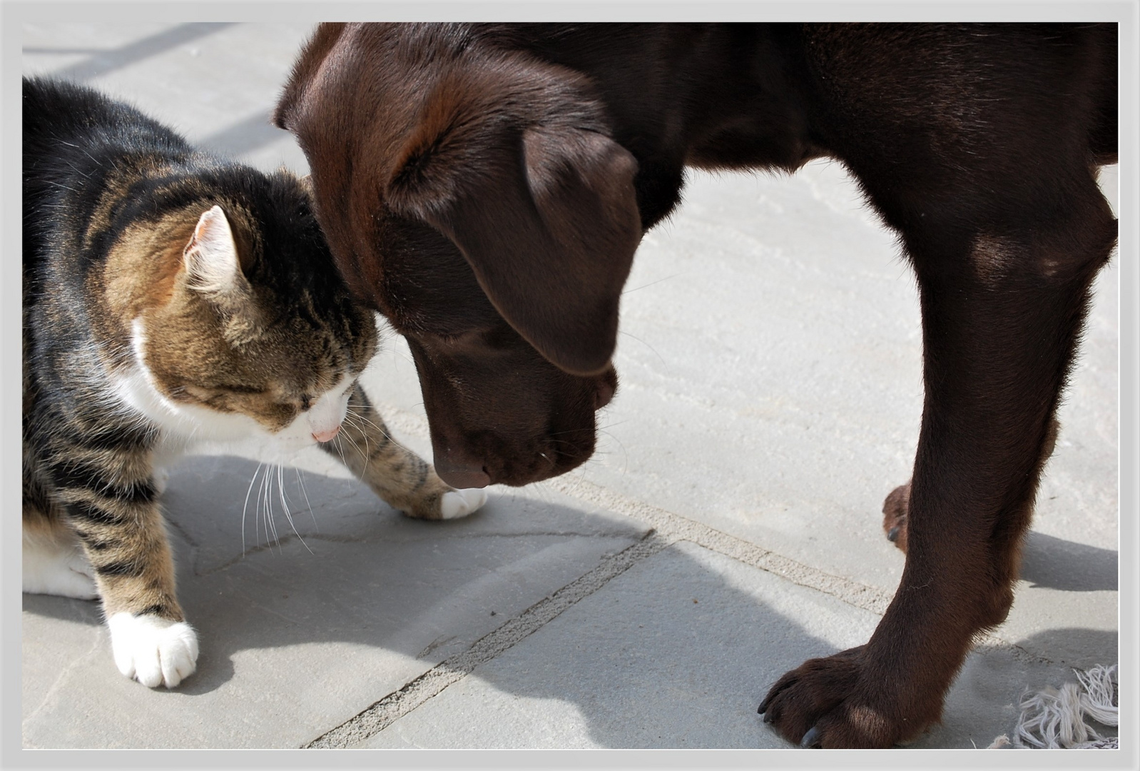 Hund und Katze 