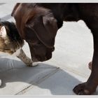 Hund und Katze 