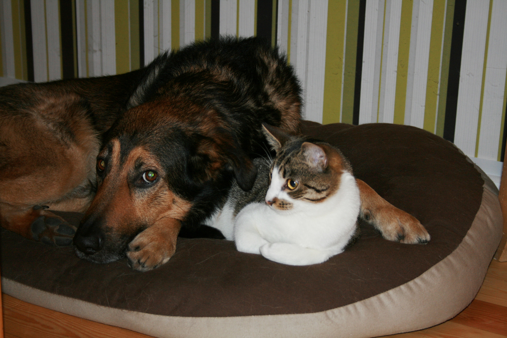 Hund und Katze