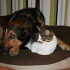 Hund und Katze