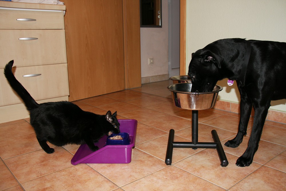 Hund und Katze beim Abendbrot Foto & Bild tiere, haustiere, katzen