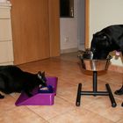 Hund und Katze beim Abendbrot