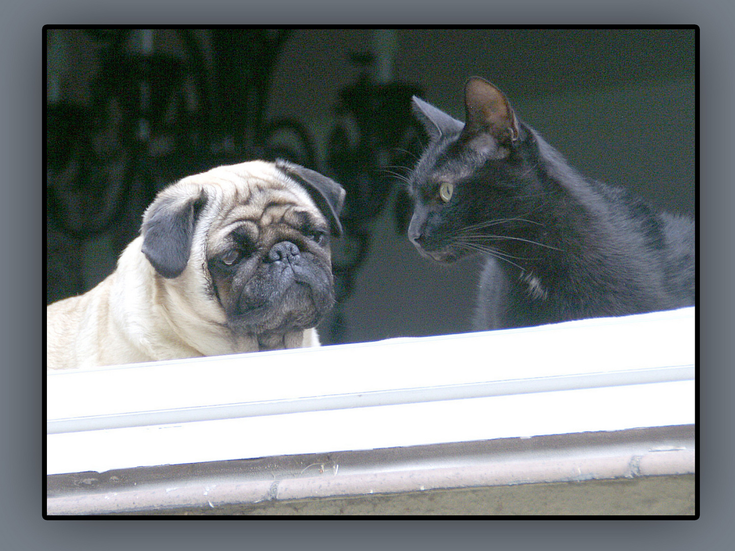 Hund und Katze