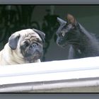 Hund und Katze