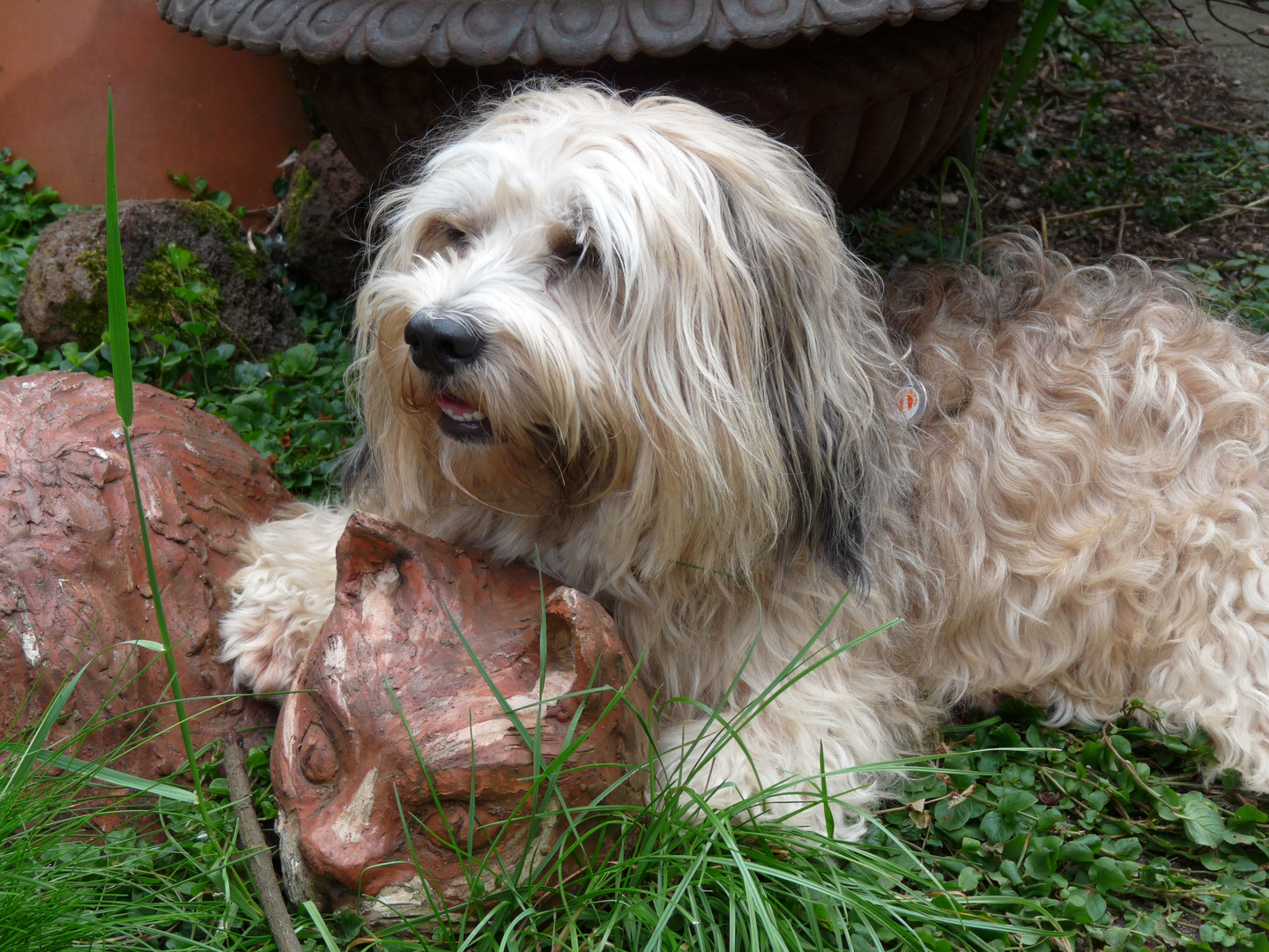 Hund und Katze