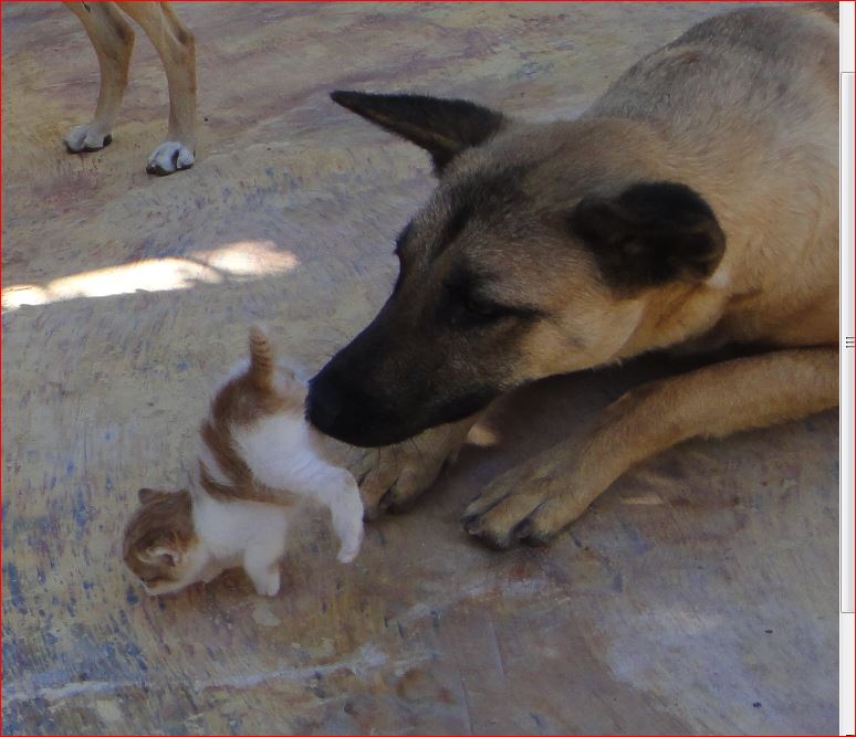 Hund und Katze