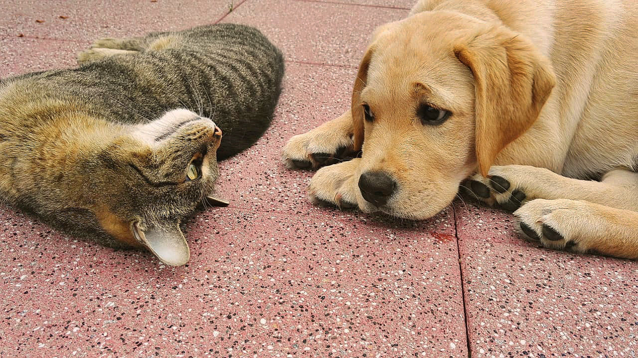 Hund und Katze Foto &amp; Bild tiere, haustiere, hunde Bilder auf