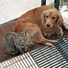 Hund und Katze - wie Katz und Hund?