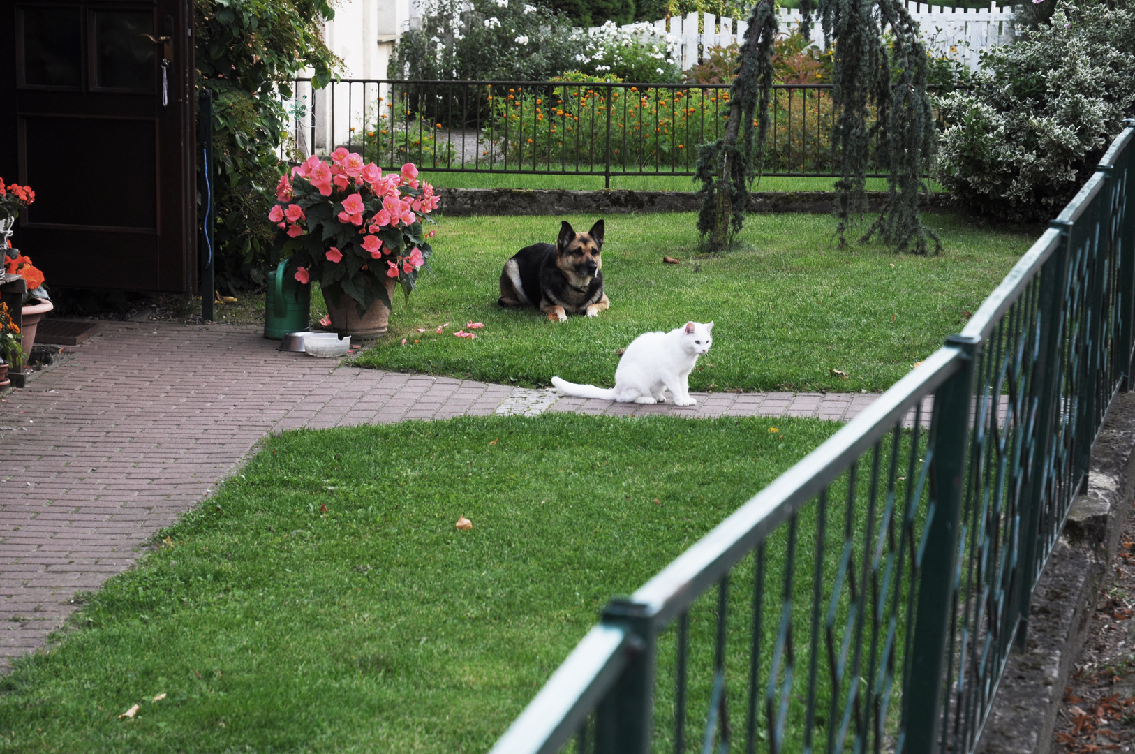 Hund und Katze wie man sieht.