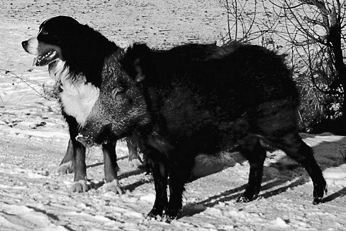 Hund und Keiler - zwei Freunde