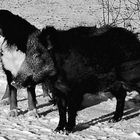 Hund und Keiler - zwei Freunde