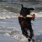 Hund und Meer 