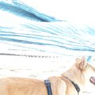 Hund und Meer