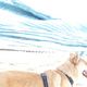 Hund und Meer