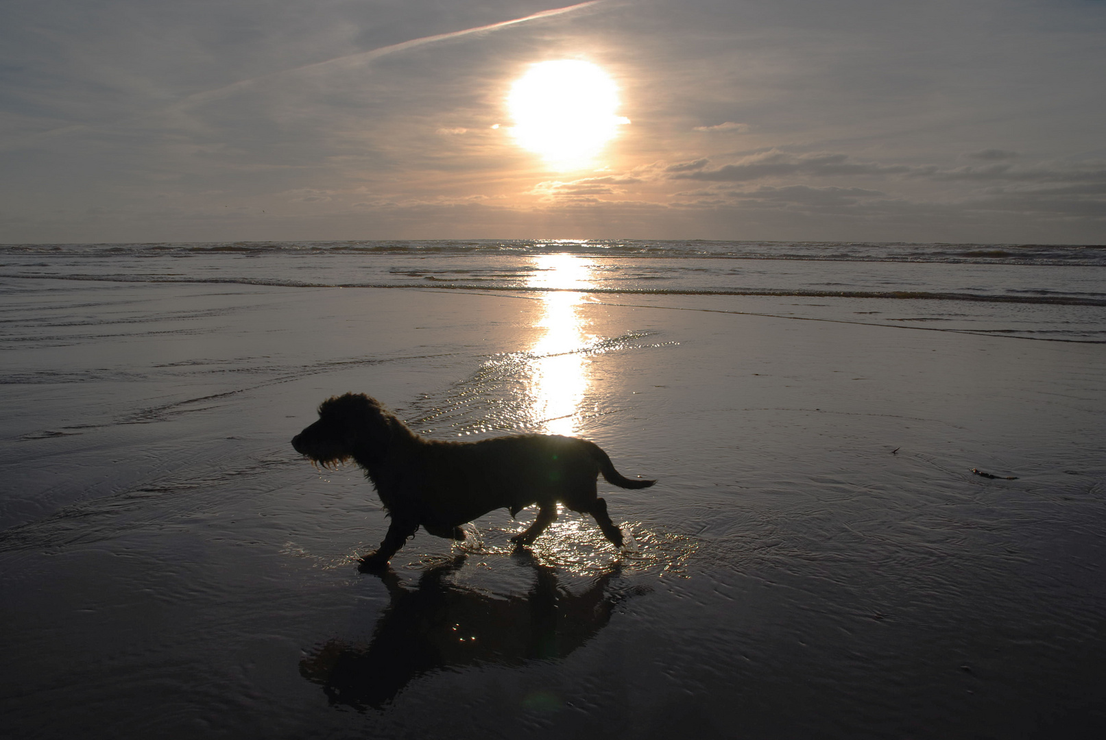 Hund und Meer