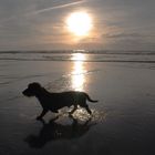 Hund und Meer