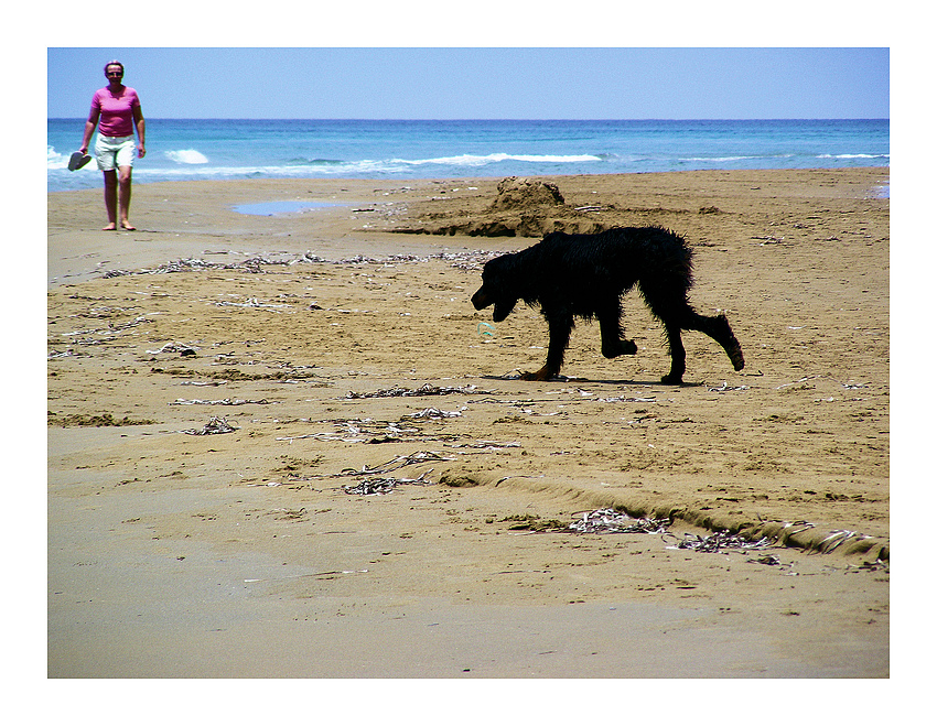 Hund und Meer