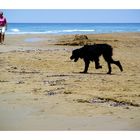 Hund und Meer