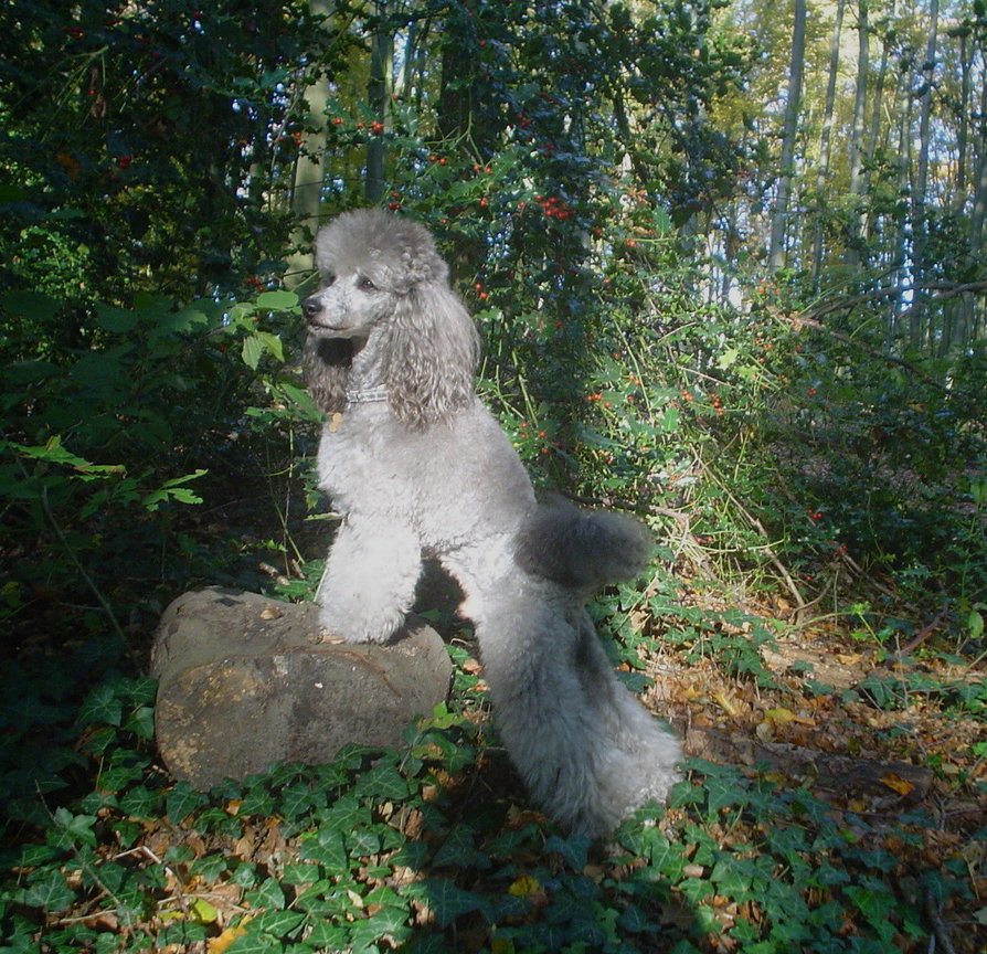 Hund und Natur Foto &amp; Bild tiere, natur Bilder auf