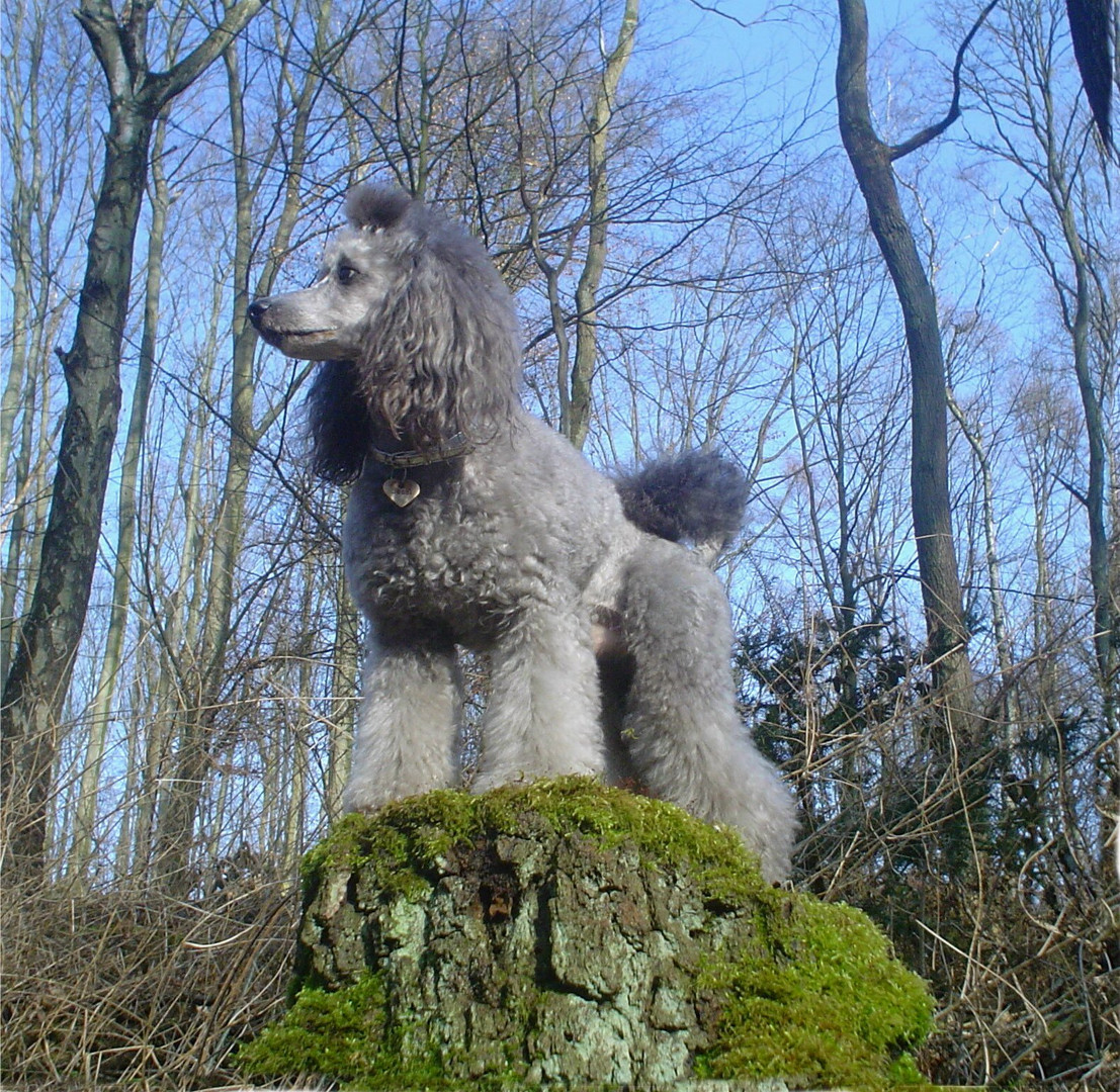 Hund und Natur