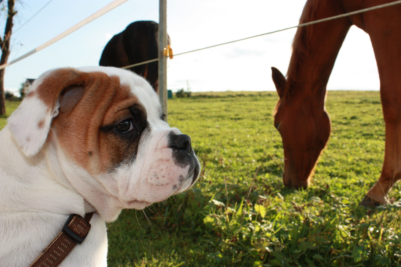 Hund und Pferd