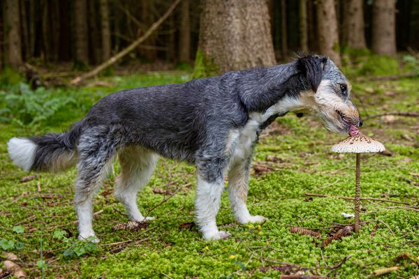 Hund und Pilz