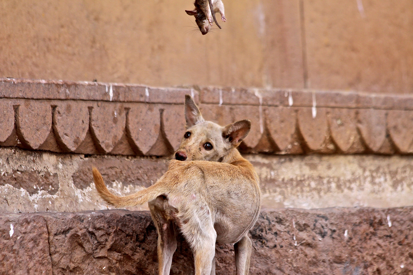 Hund und Ratte