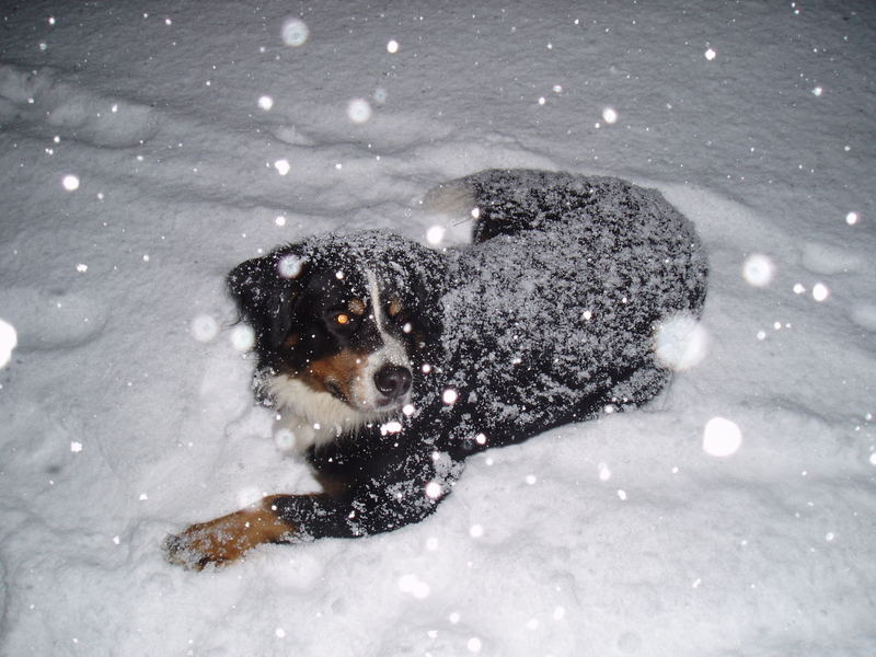 Hund und Schnee