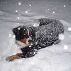 Hund und Schnee