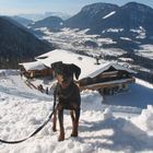 Hund und Schnee