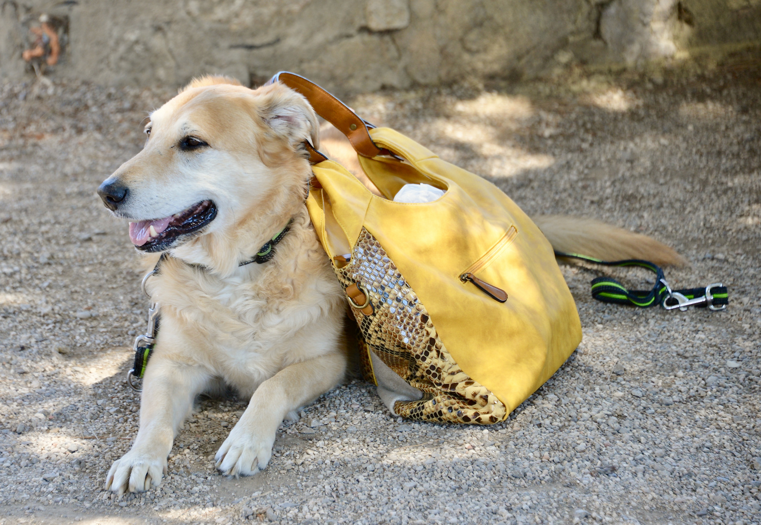 "Hund und .......... (siehe dann nächstes Bild)