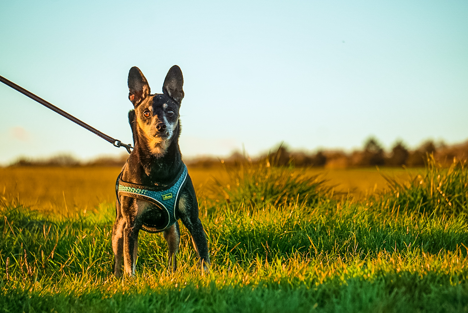 Hund und Sonnenuntergang 