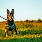 Hund und Sonnenuntergang 