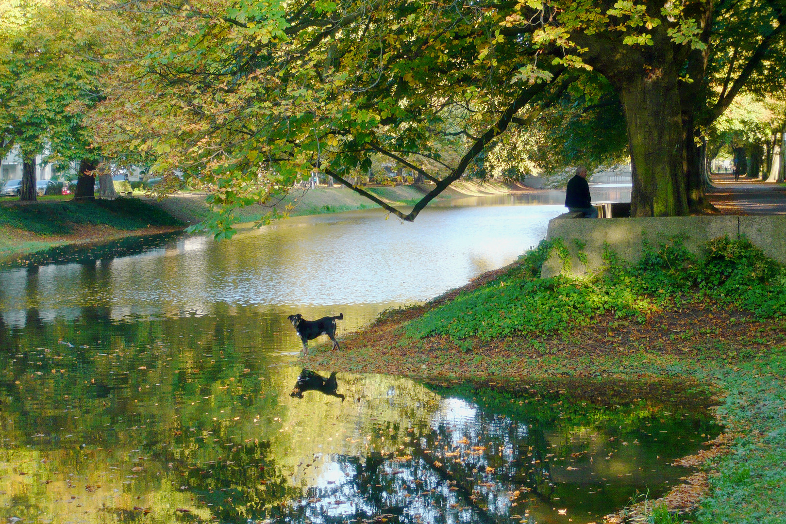 Hund und Spiegelung im Herbst