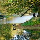 Hund und Spiegelung im Herbst