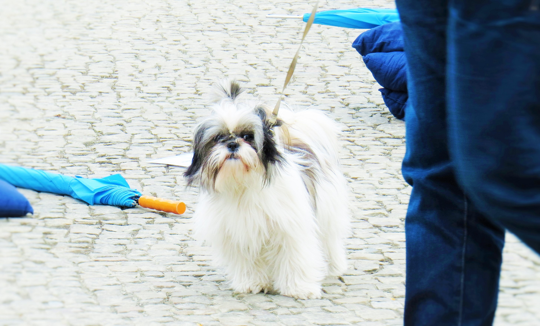 Hund und Stadt 2