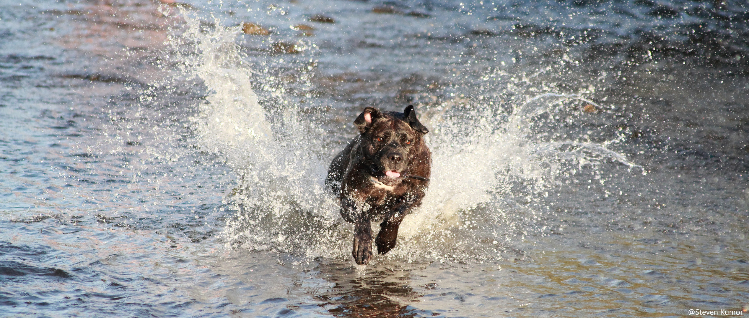 Hund und Wasser = eine Einheit