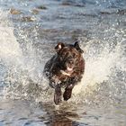 Hund und Wasser = eine Einheit