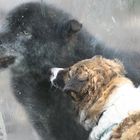 Hund und Wolf