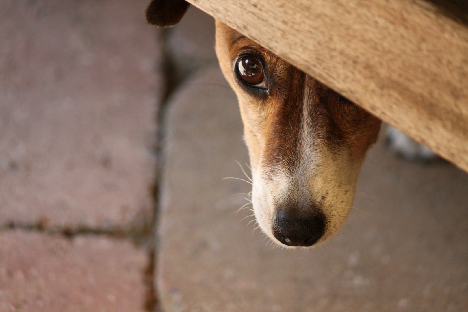 Hund unter der Bank