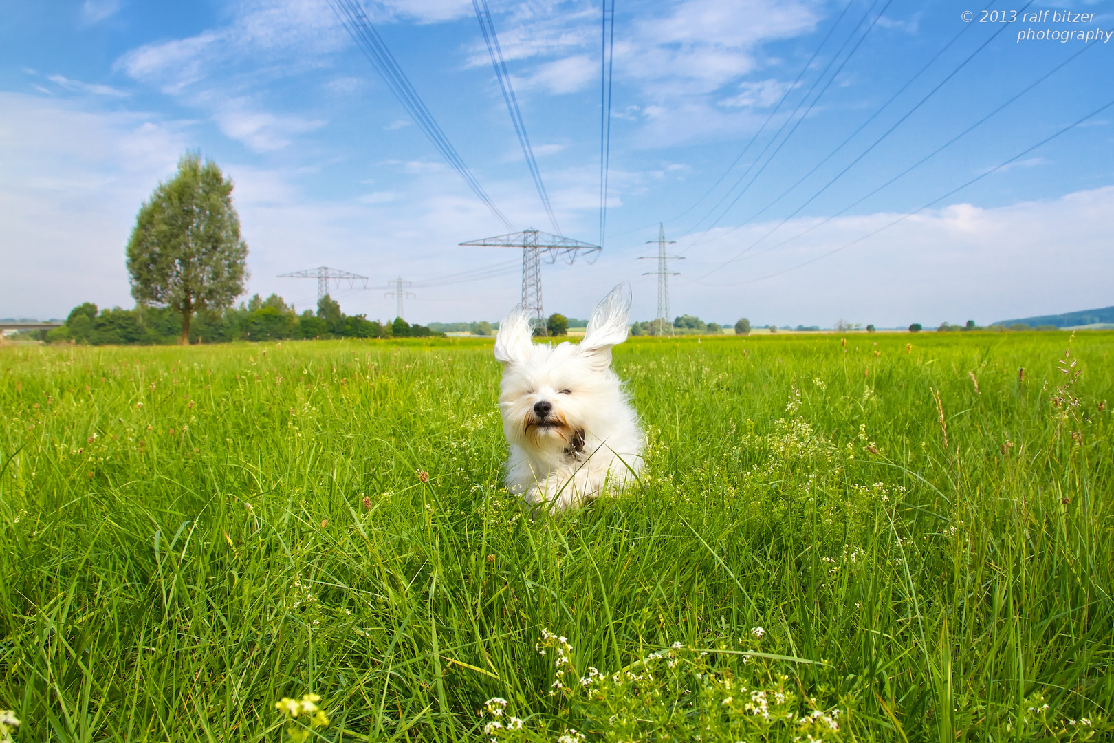 Hund unter Spannung