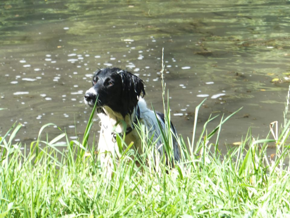 Hund .u.Wasser