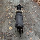 Hund verfolgt Eichhörnchen (oder Vogel) wenig motiviert stehend mit Blicken.