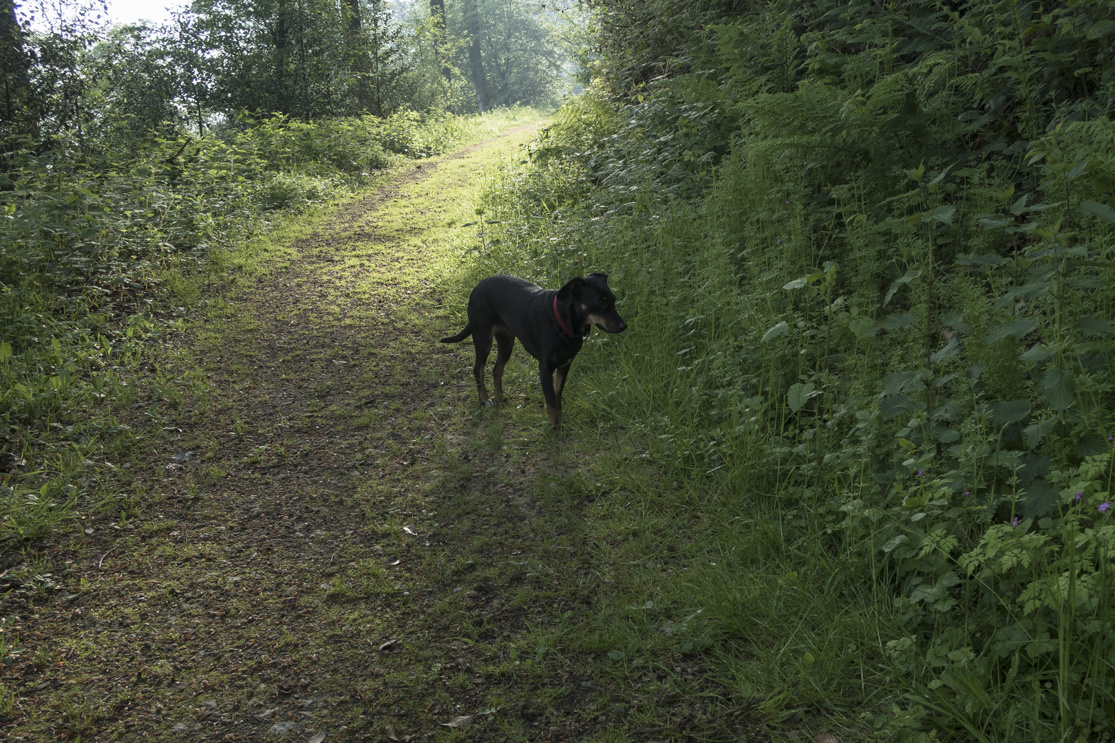 Hund verharrt im Halbschatten auf Homberg und vertreibt so seine Sorgen.