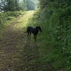 Hund verharrt im Halbschatten auf Homberg und vertreibt so seine Sorgen.