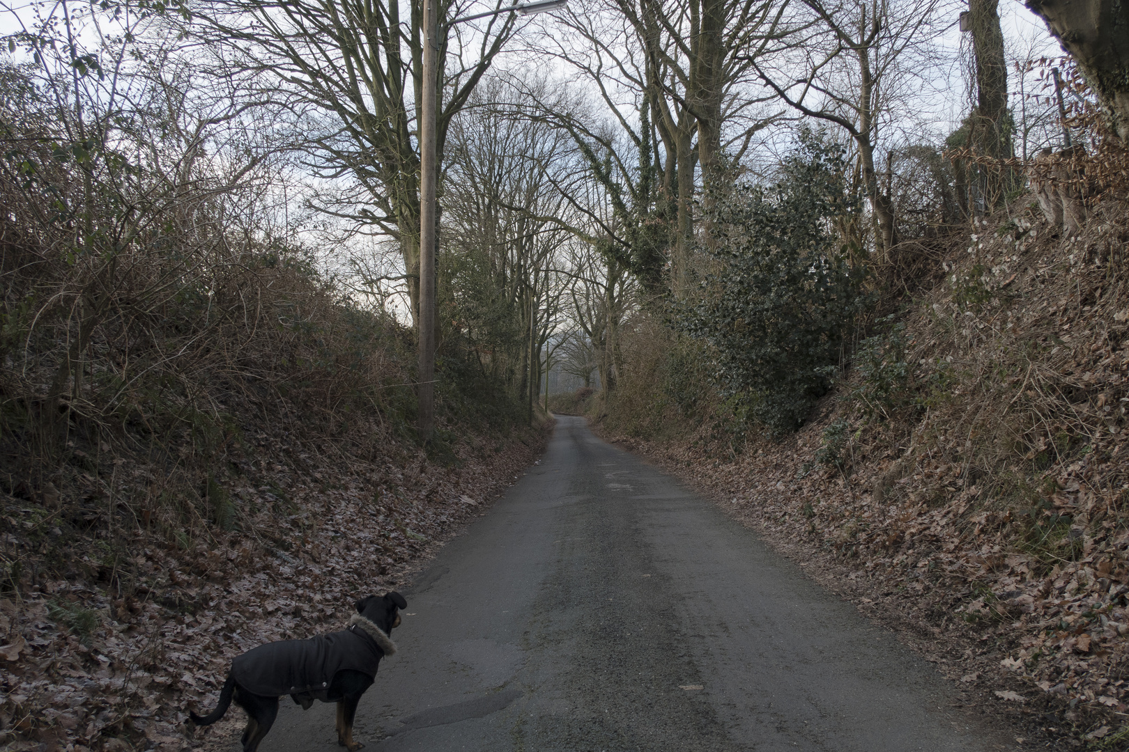 Hund vertreibt sich Zeit damit, die Strasse entlang zu schauen. (2)