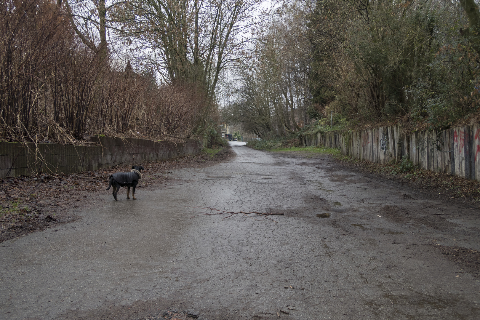 Hund vertreibt sich Zeit damit, die Strasse entlang zu schauen.