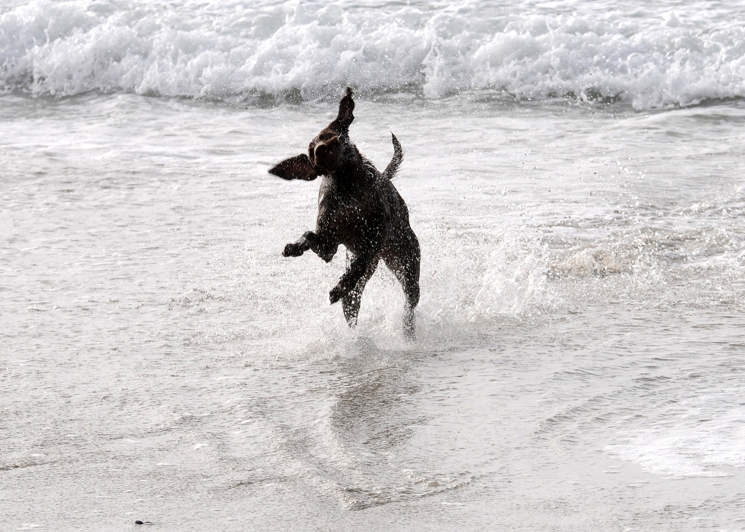 Hund vom andern Stern