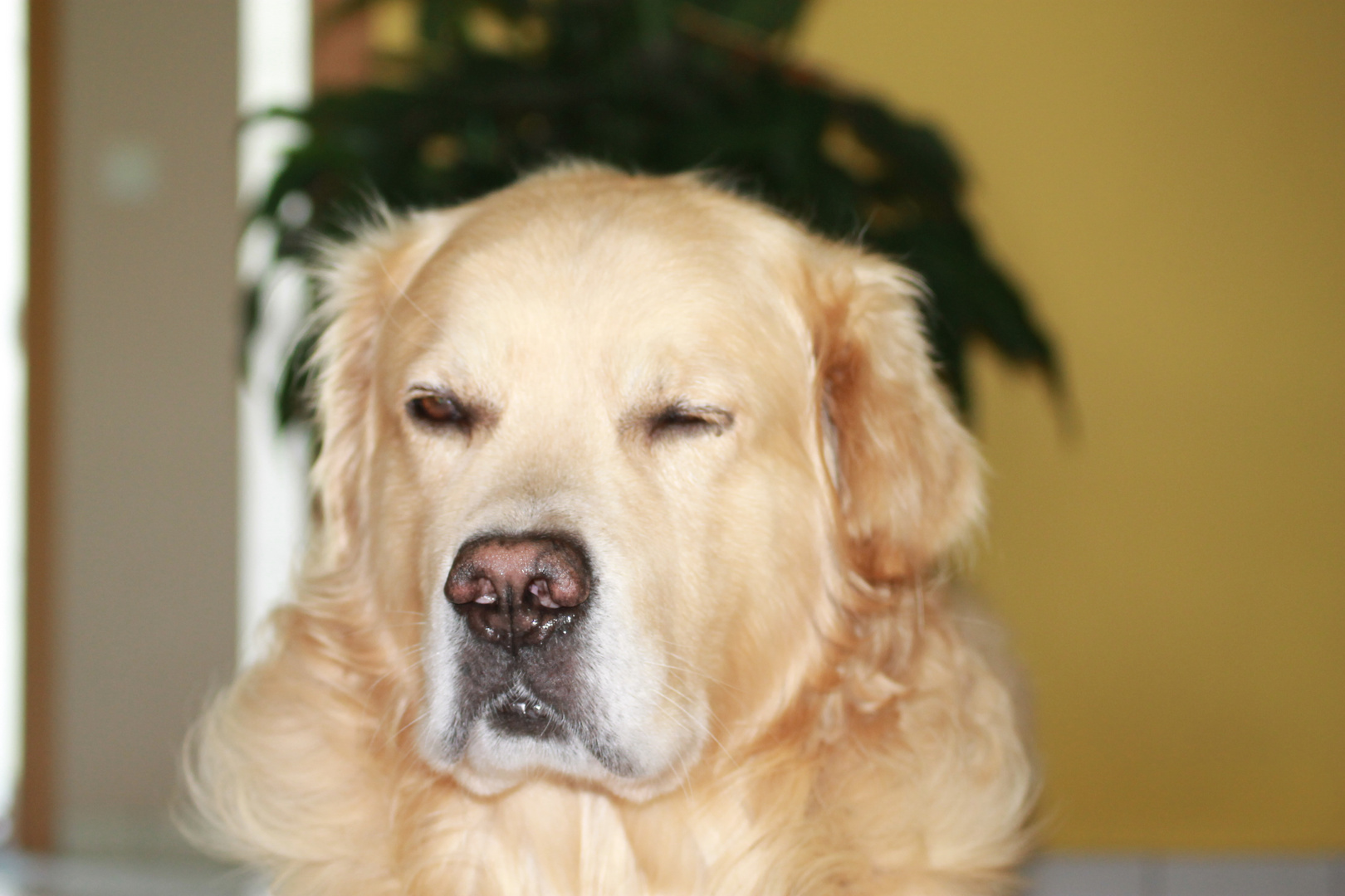 Hund vom Fotografen genervt